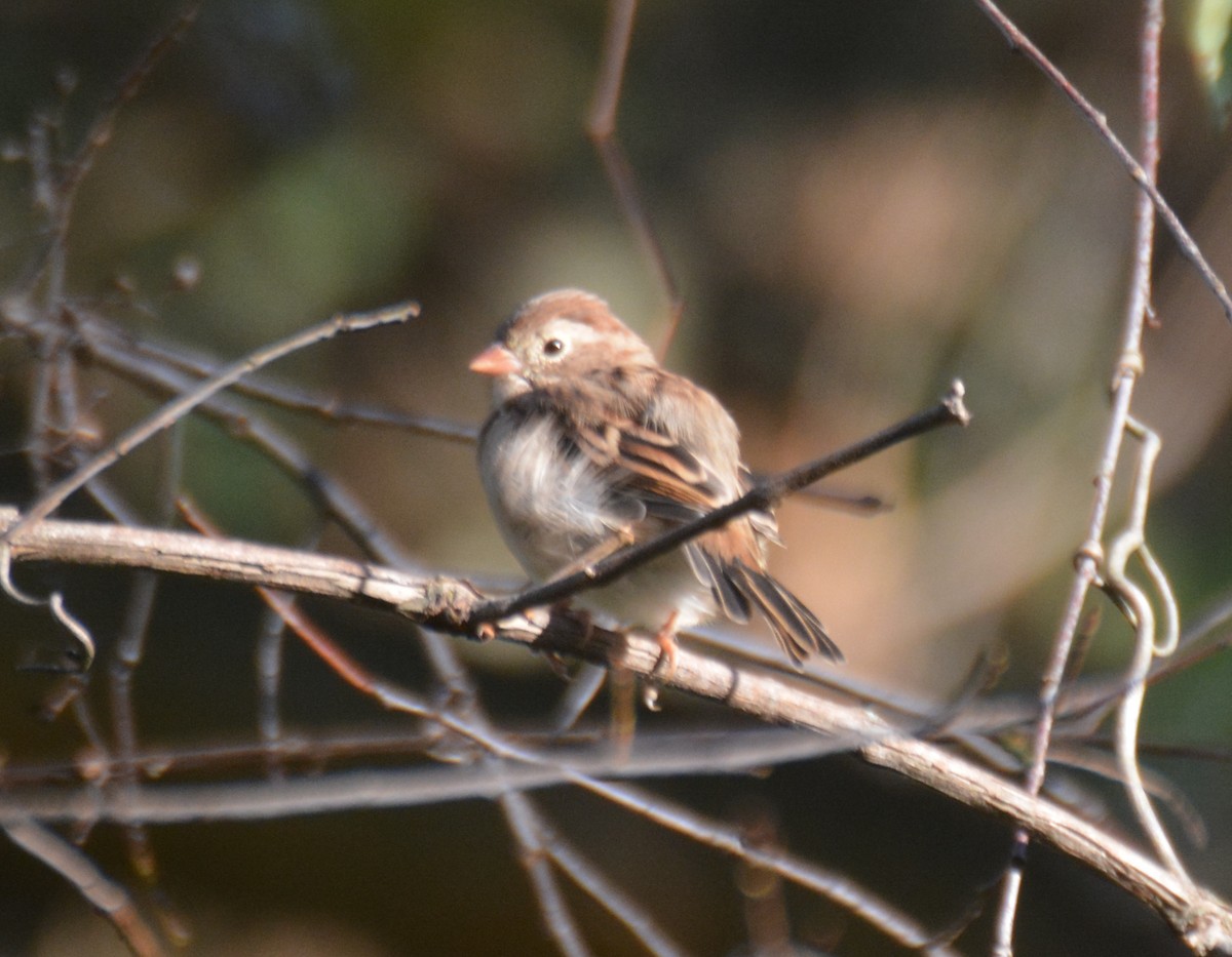 Field Sparrow - ML643084267