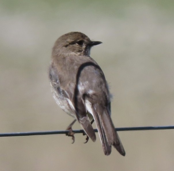 Dusky Robin - ML643084278