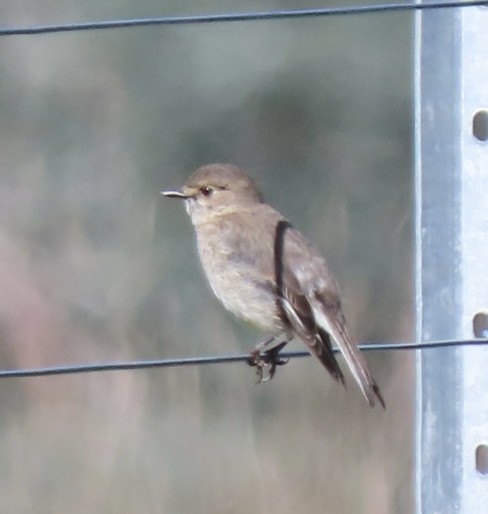 Dusky Robin - ML643084279
