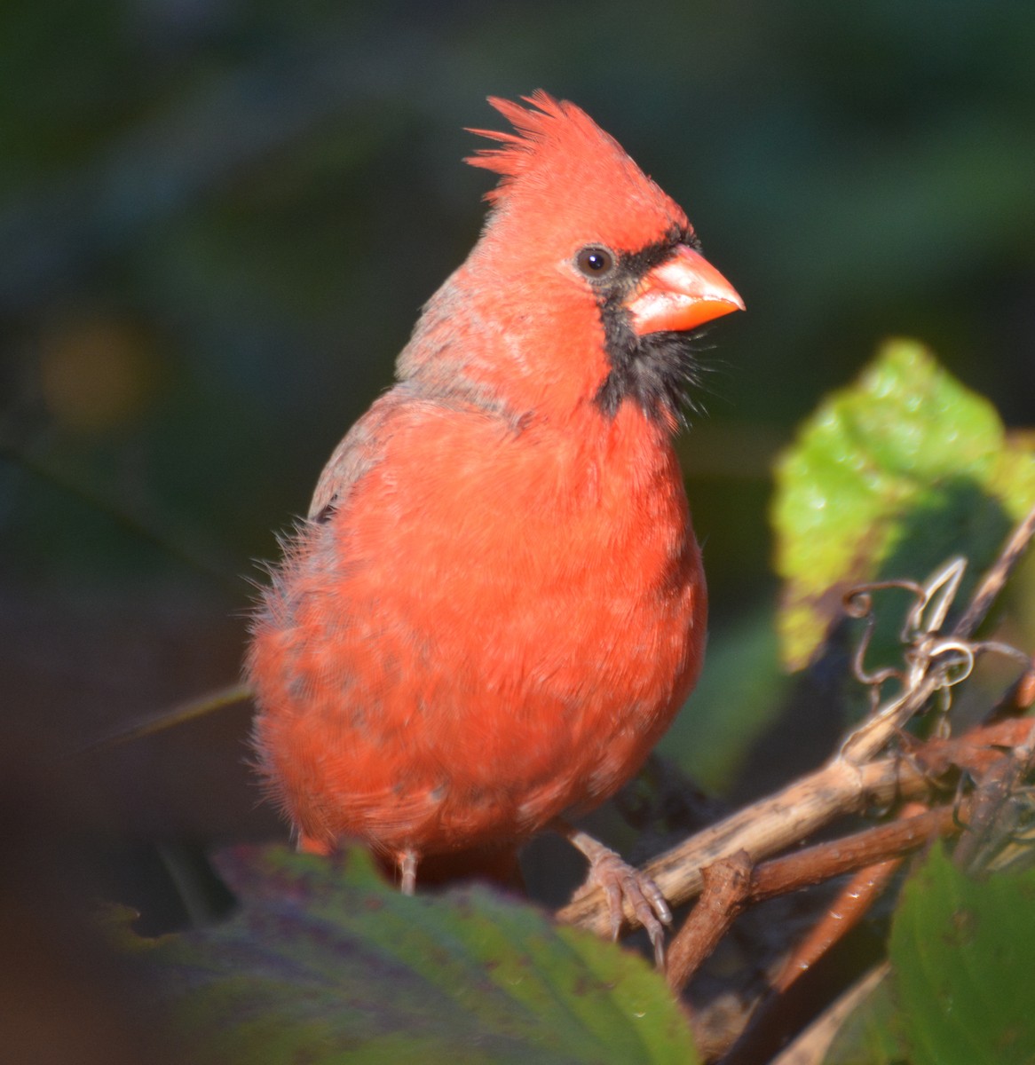 Northern Cardinal - ML643084286