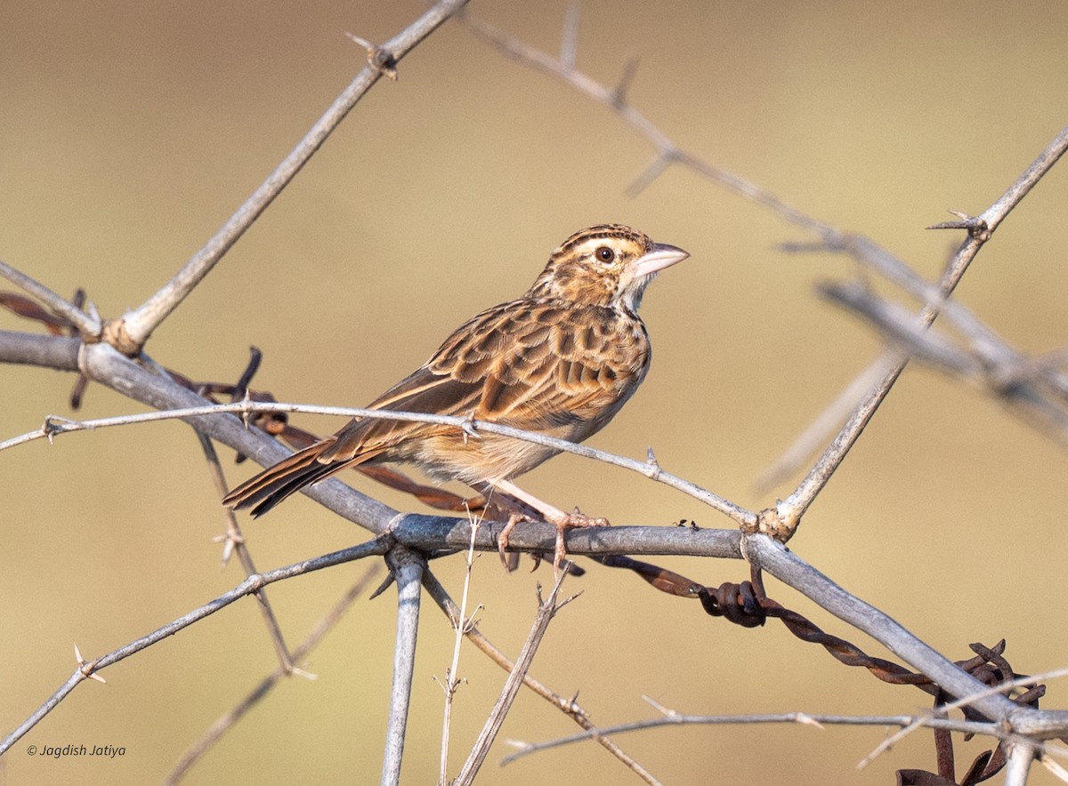 Indian Bushlark - ML643084288