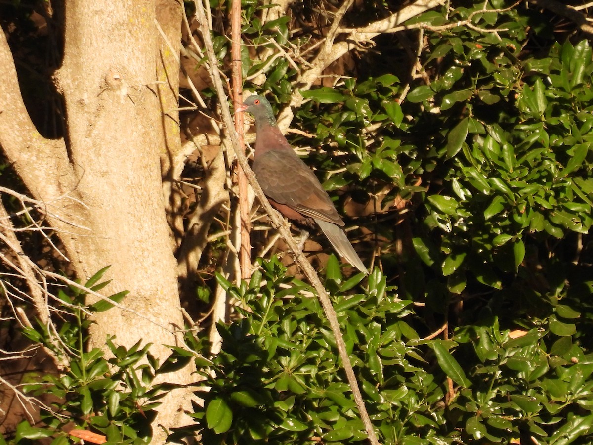 Laurel Pigeon - ML643084289