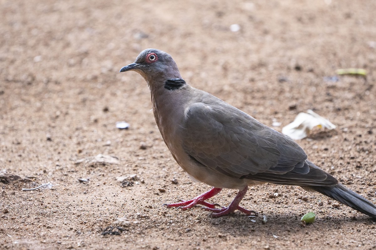 Mourning Collared-Dove - ML643084301