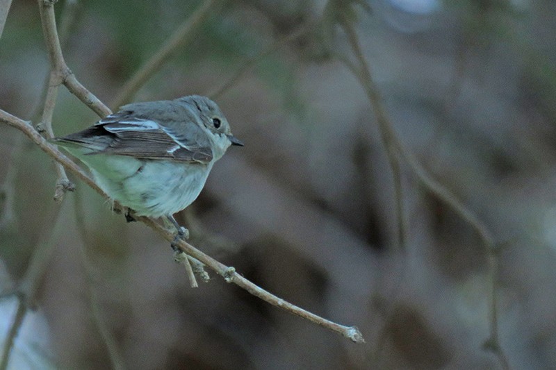 Semicollared Flycatcher - ML643084303