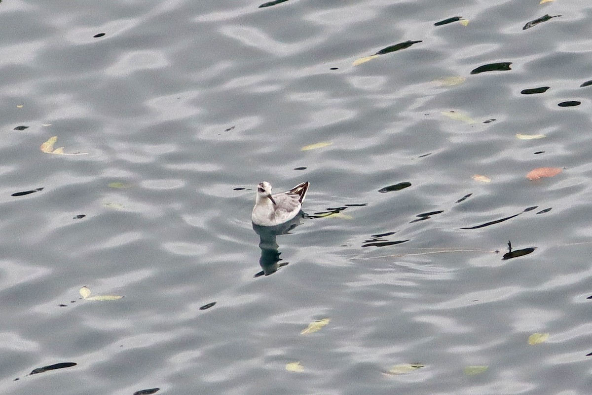 Red Phalarope - ML643084311