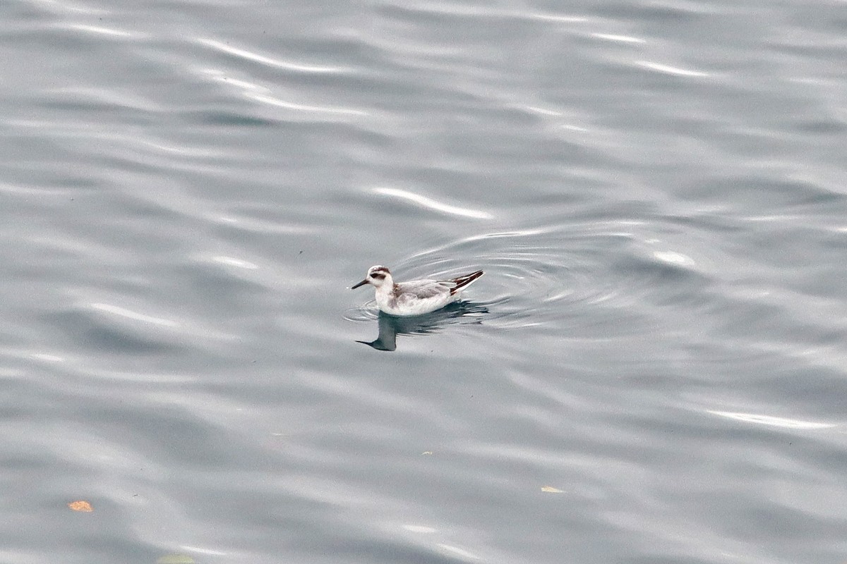 Red Phalarope - ML643084312