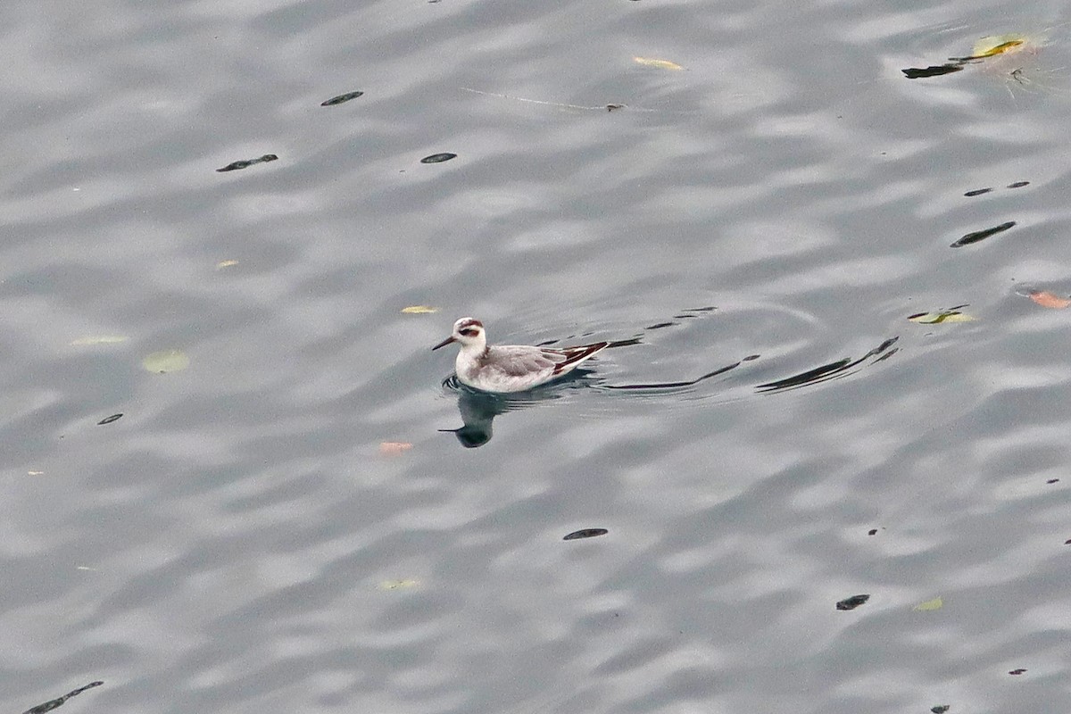 Red Phalarope - ML643084313