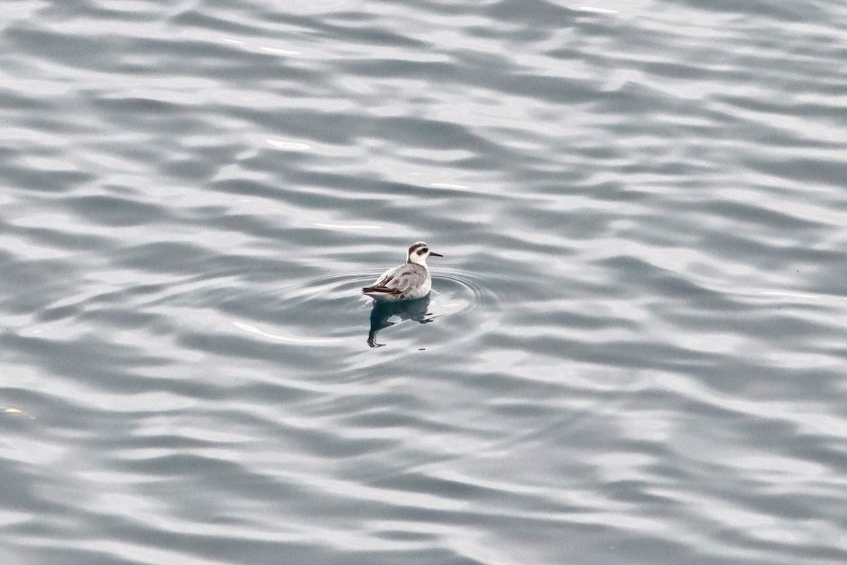 Red Phalarope - ML643084314