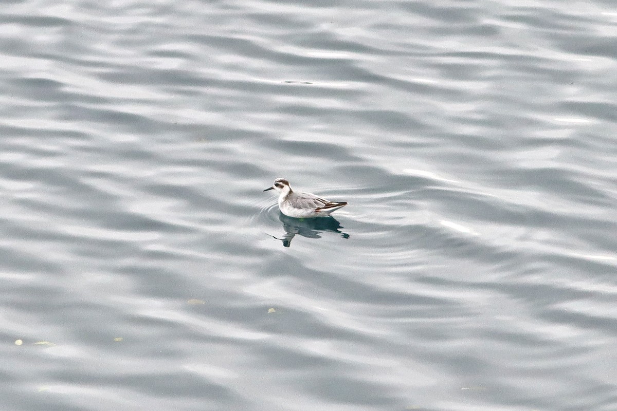 Red Phalarope - ML643084315