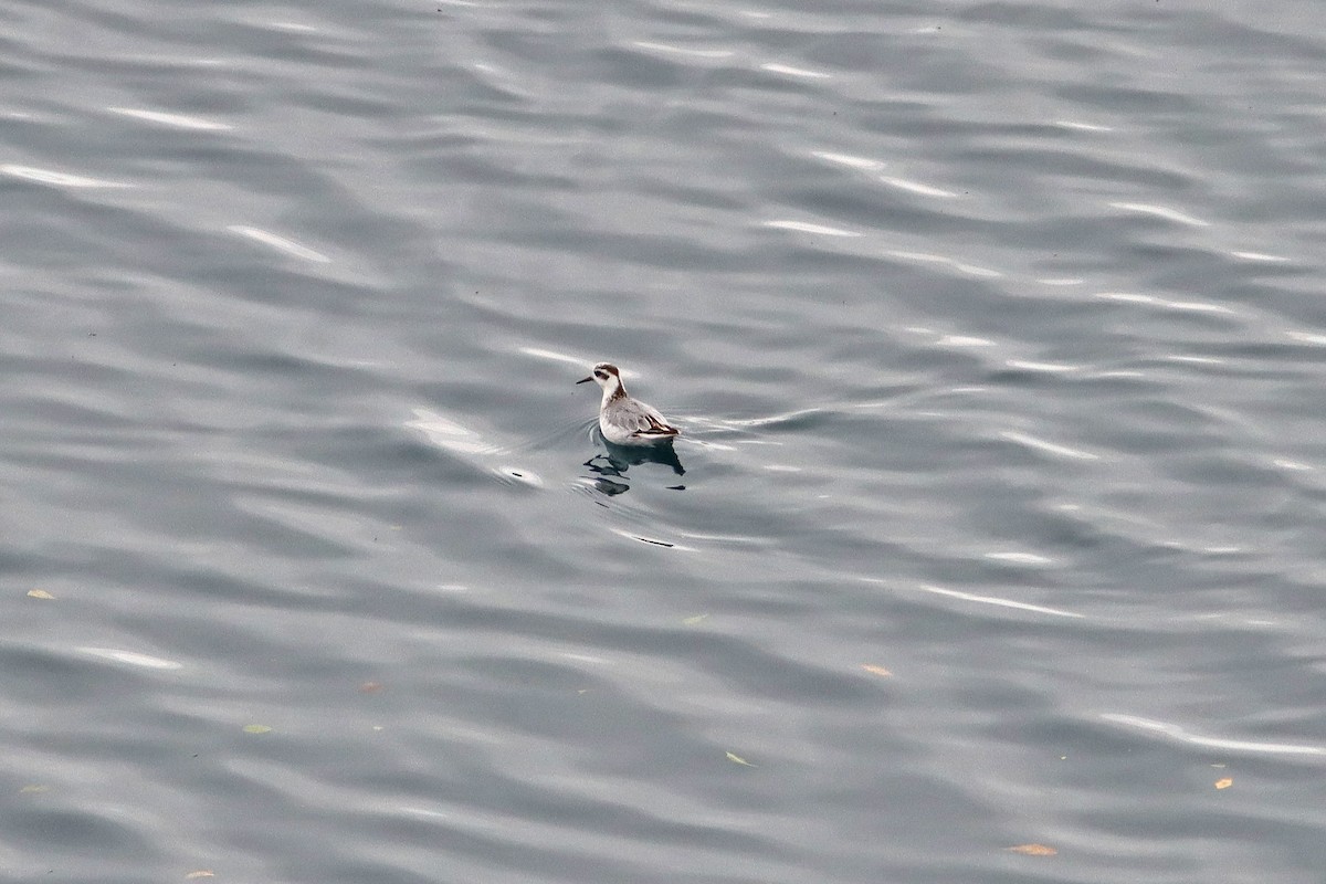 Red Phalarope - ML643084316