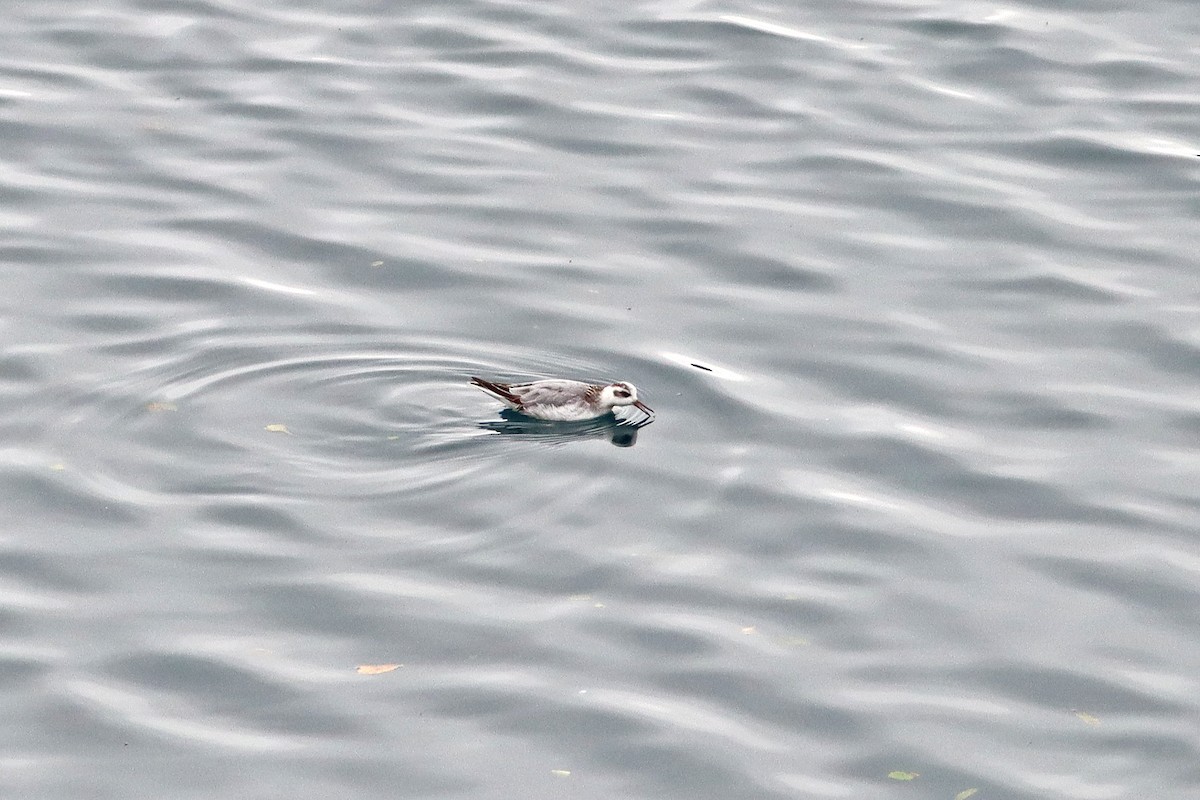 Red Phalarope - ML643084317