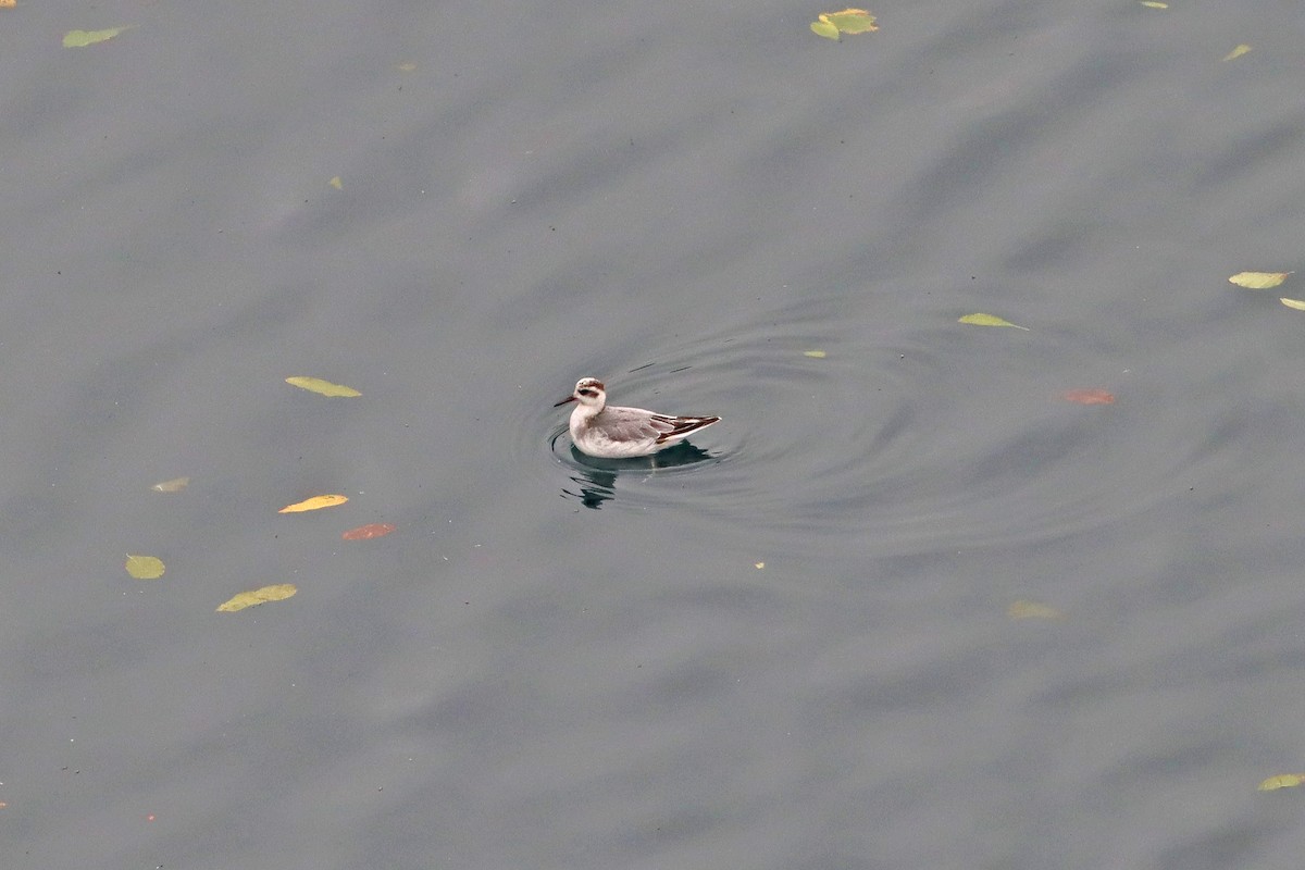 Red Phalarope - ML643084318