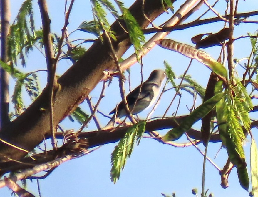 Daurian Starling - ML643084327