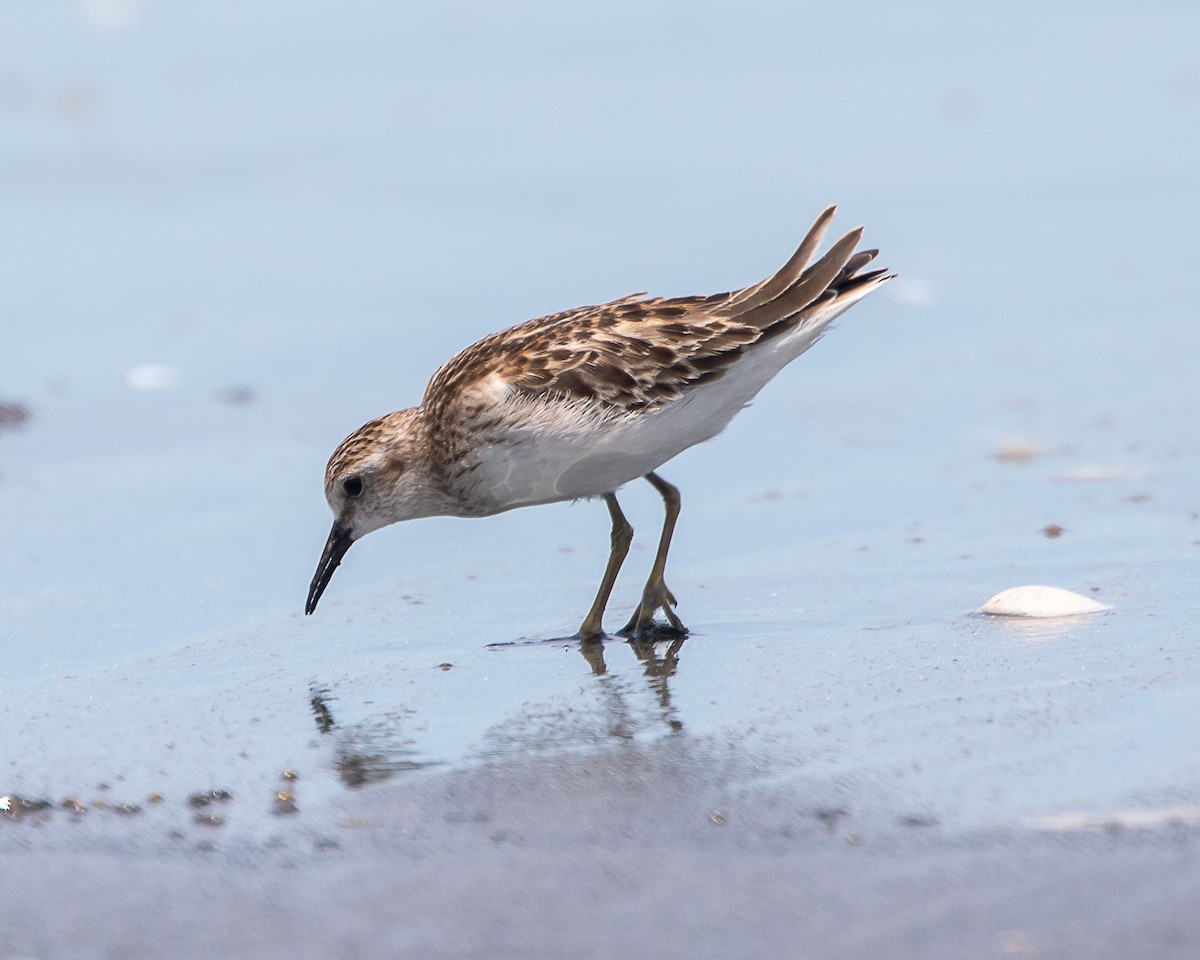 Least Sandpiper - ML643084333