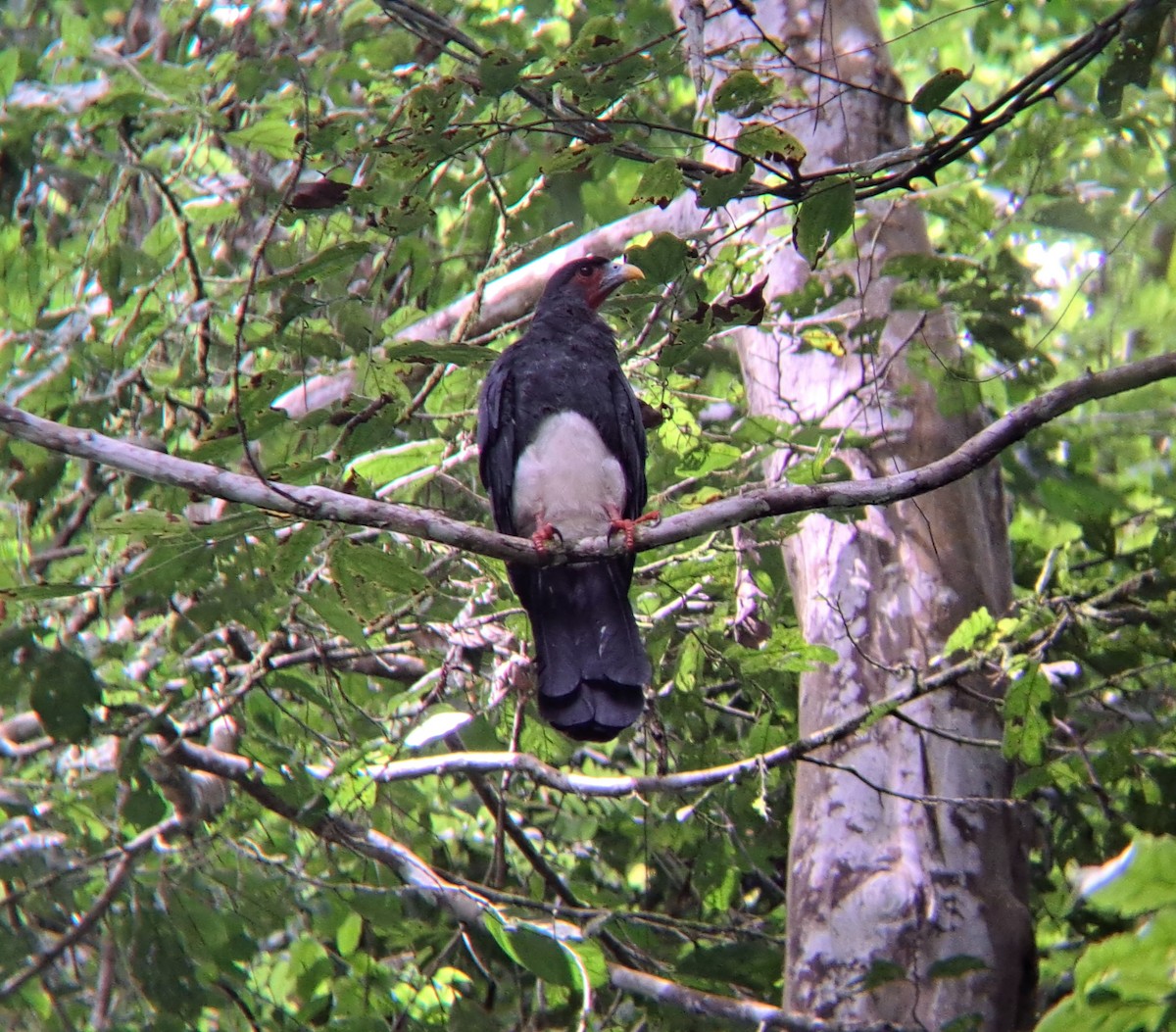 Red-throated Caracara - ML643084335