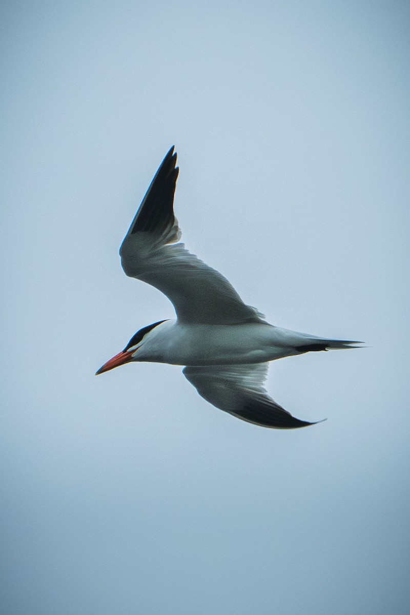 Caspian Tern - ML643084341