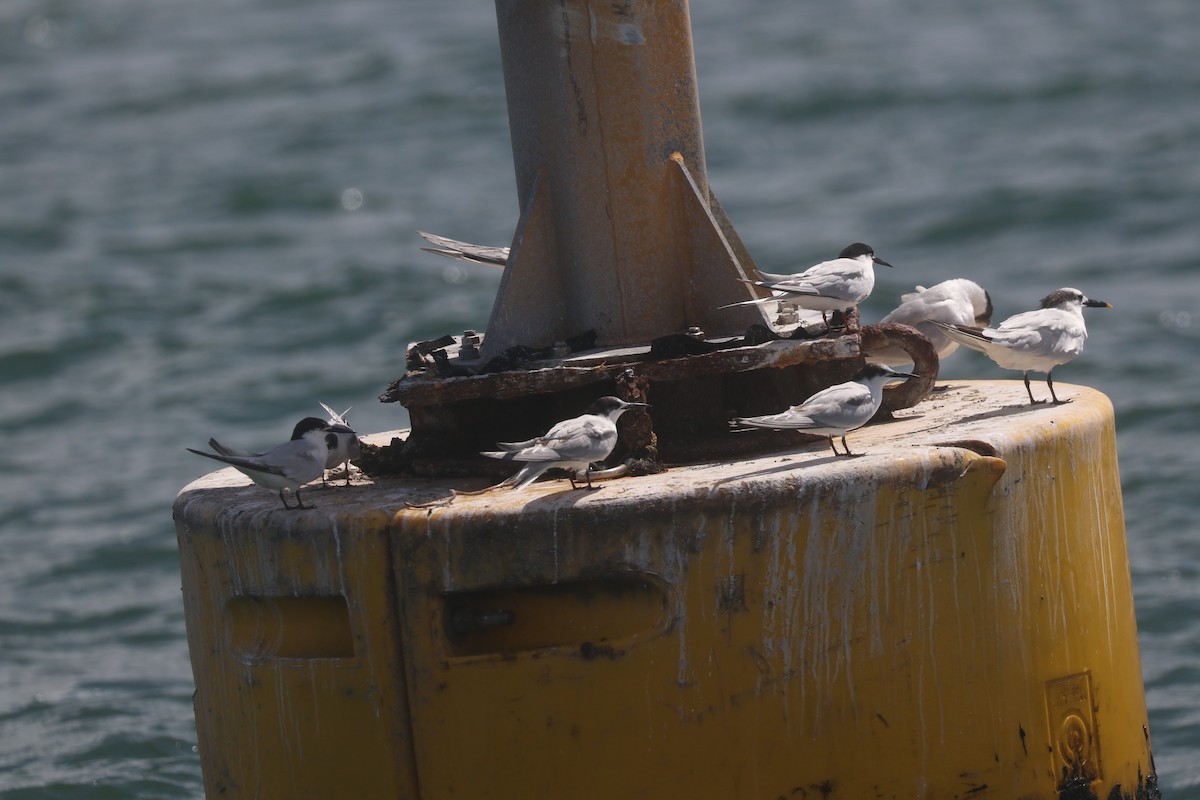 Roseate Tern - ML643084363