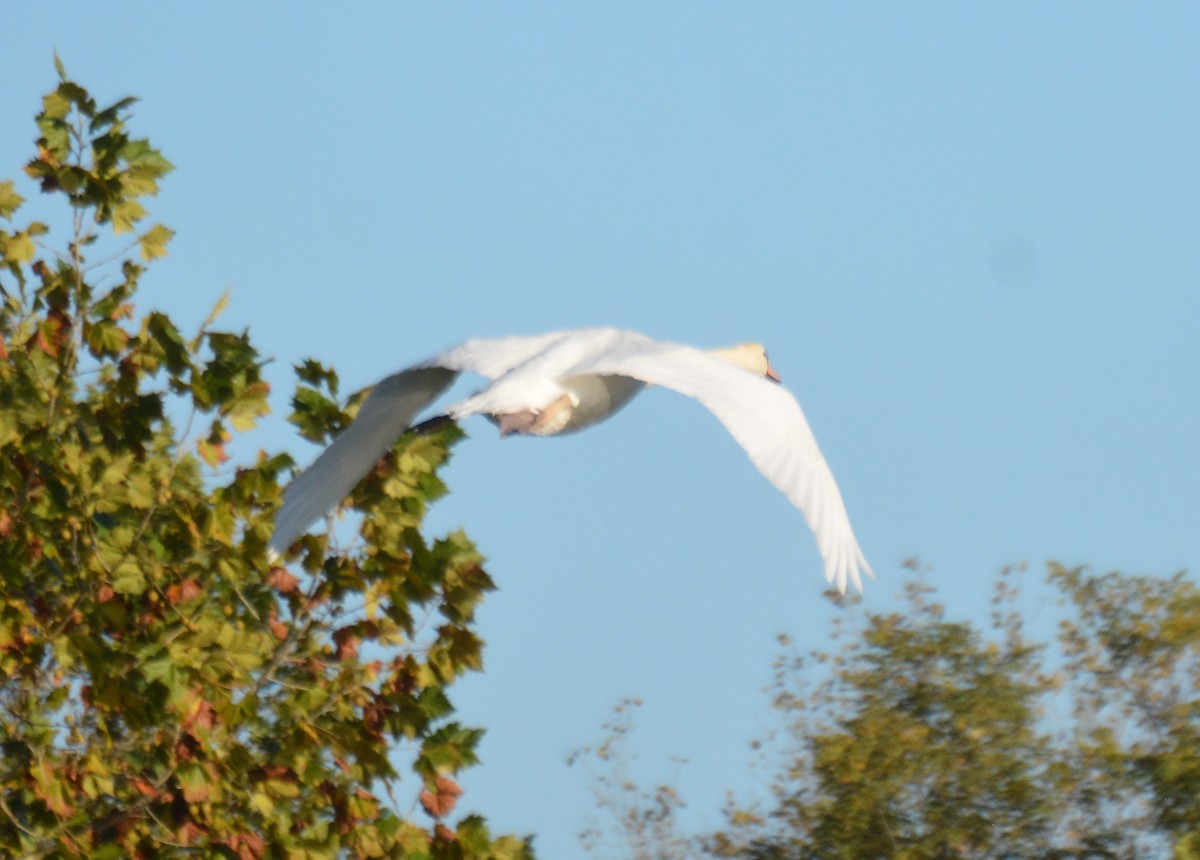 Mute Swan - ML643084391
