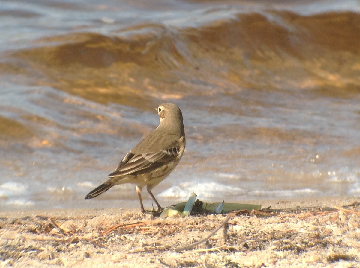 American Pipit - ML643084392