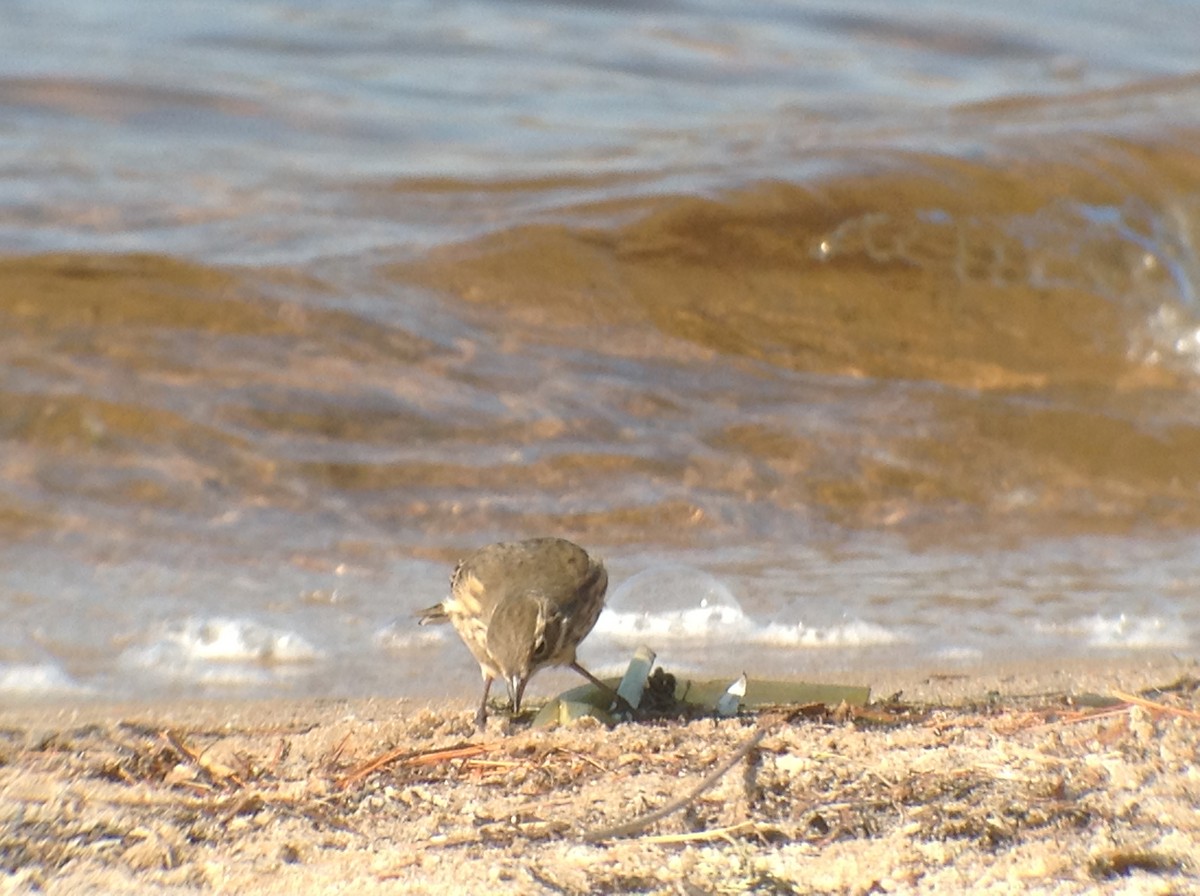 American Pipit - ML643084393