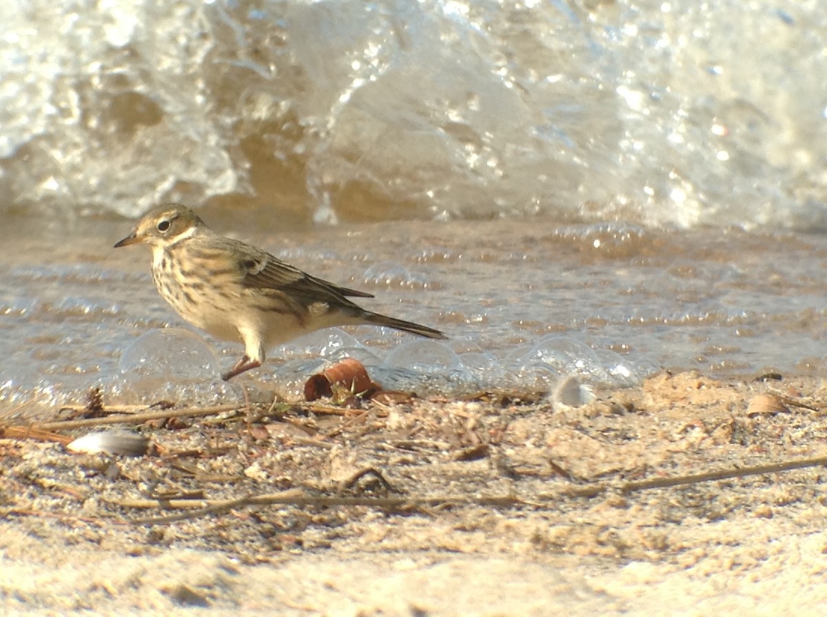 American Pipit - ML643084395