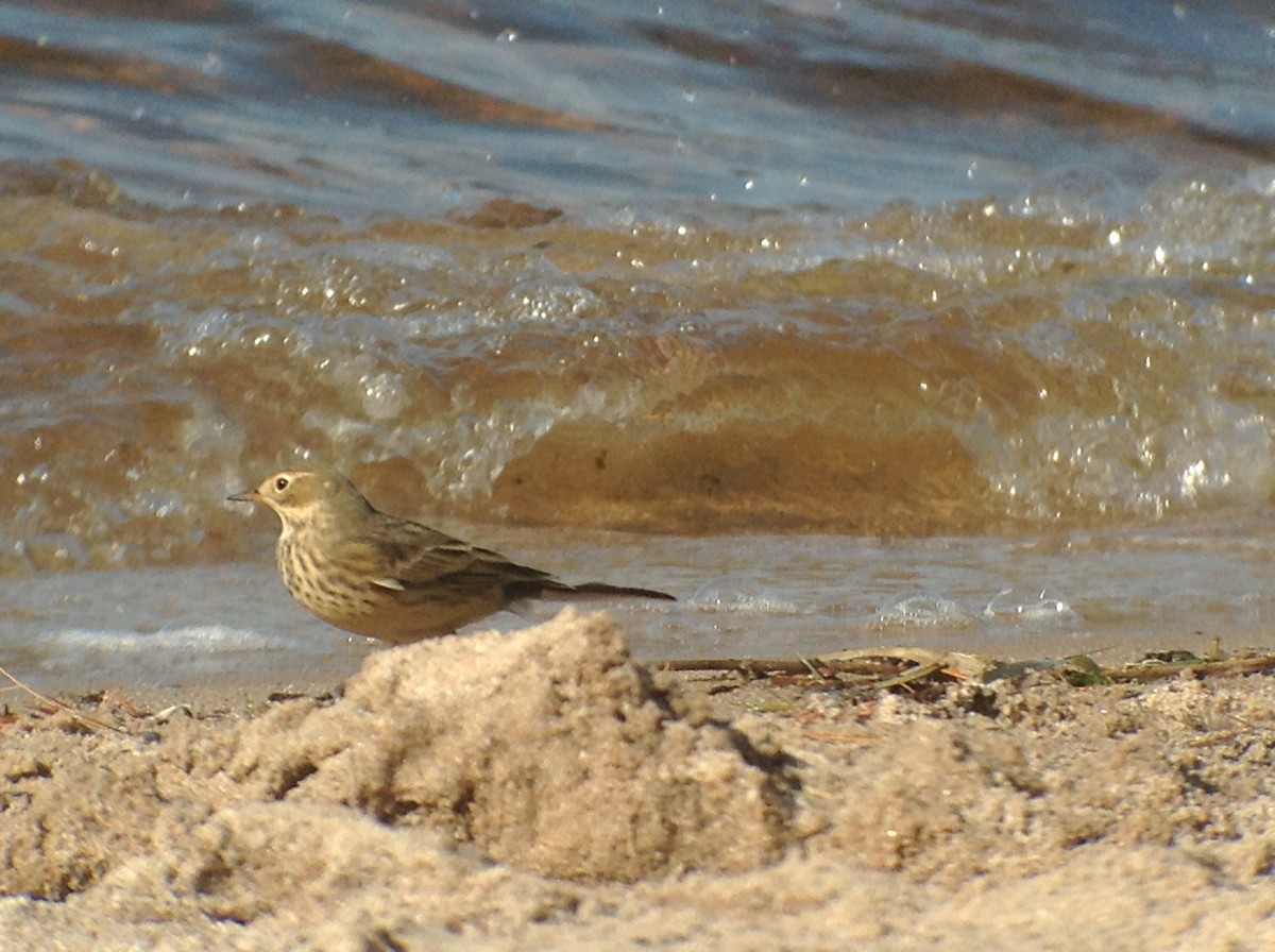American Pipit - ML643084396