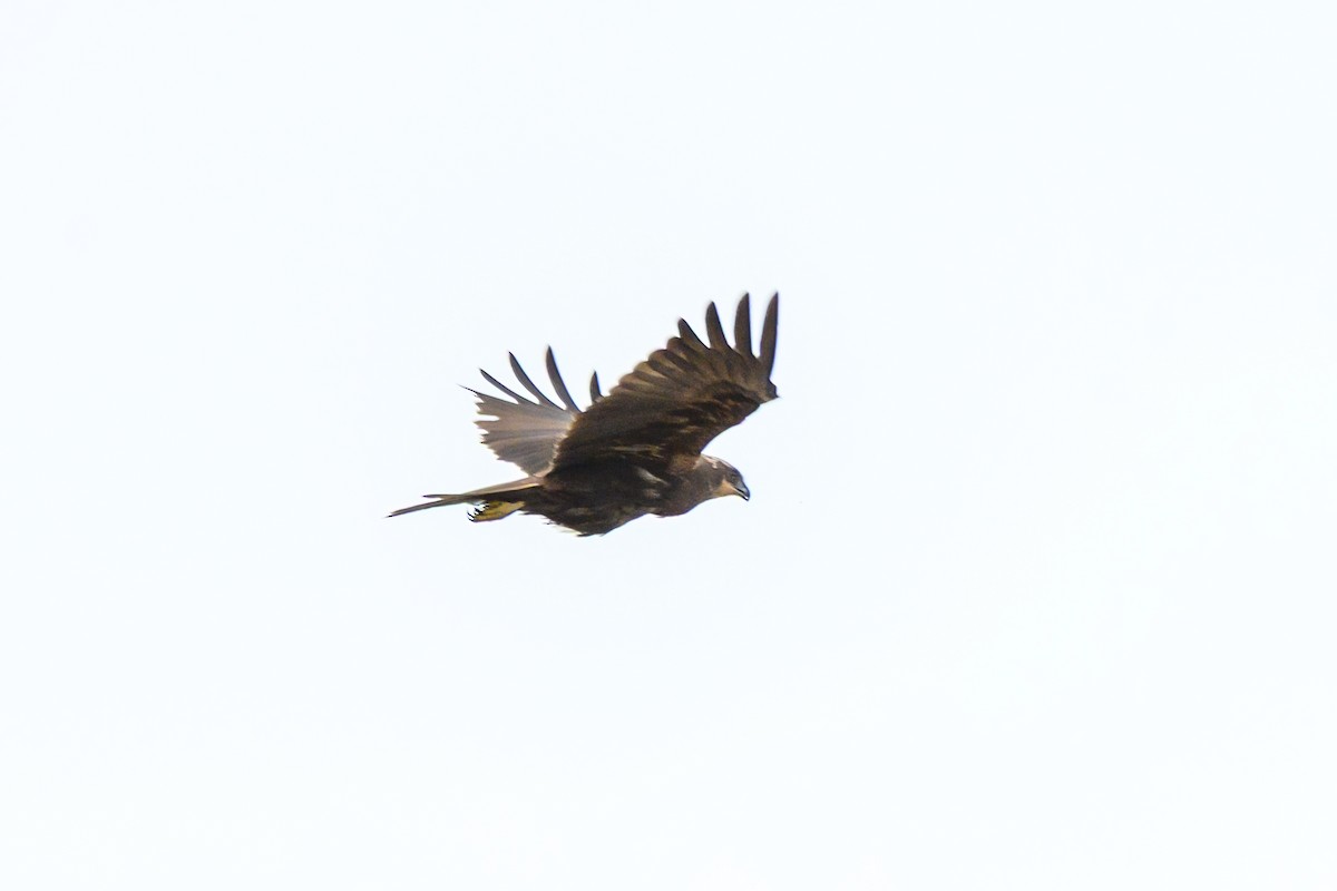 Western Marsh Harrier - ML643084401