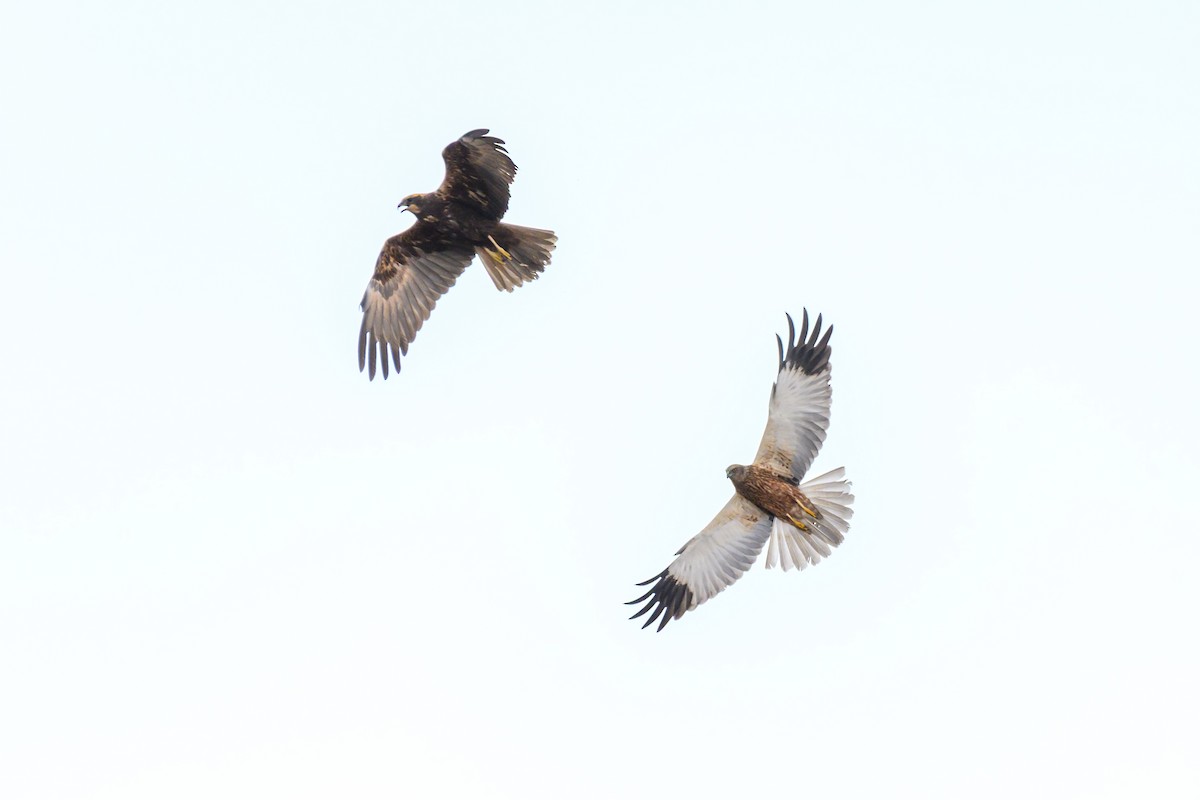 Western Marsh Harrier - ML643084402