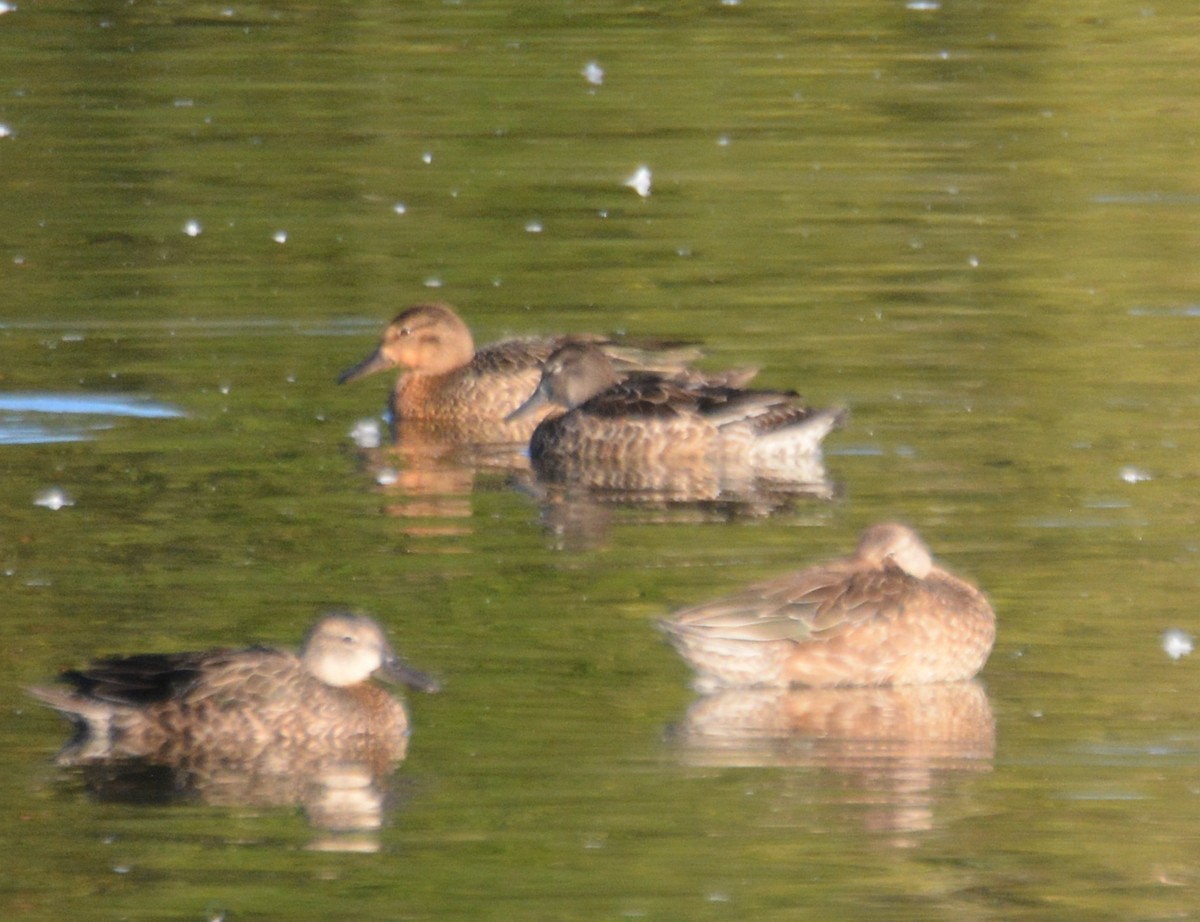 Blue-winged Teal - ML643084404
