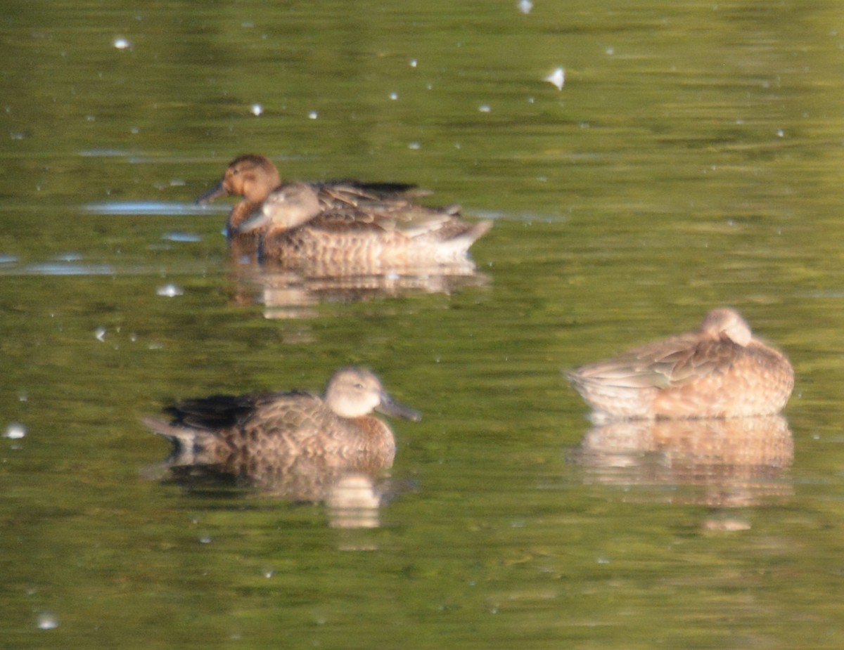 Blue-winged Teal - ML643084405