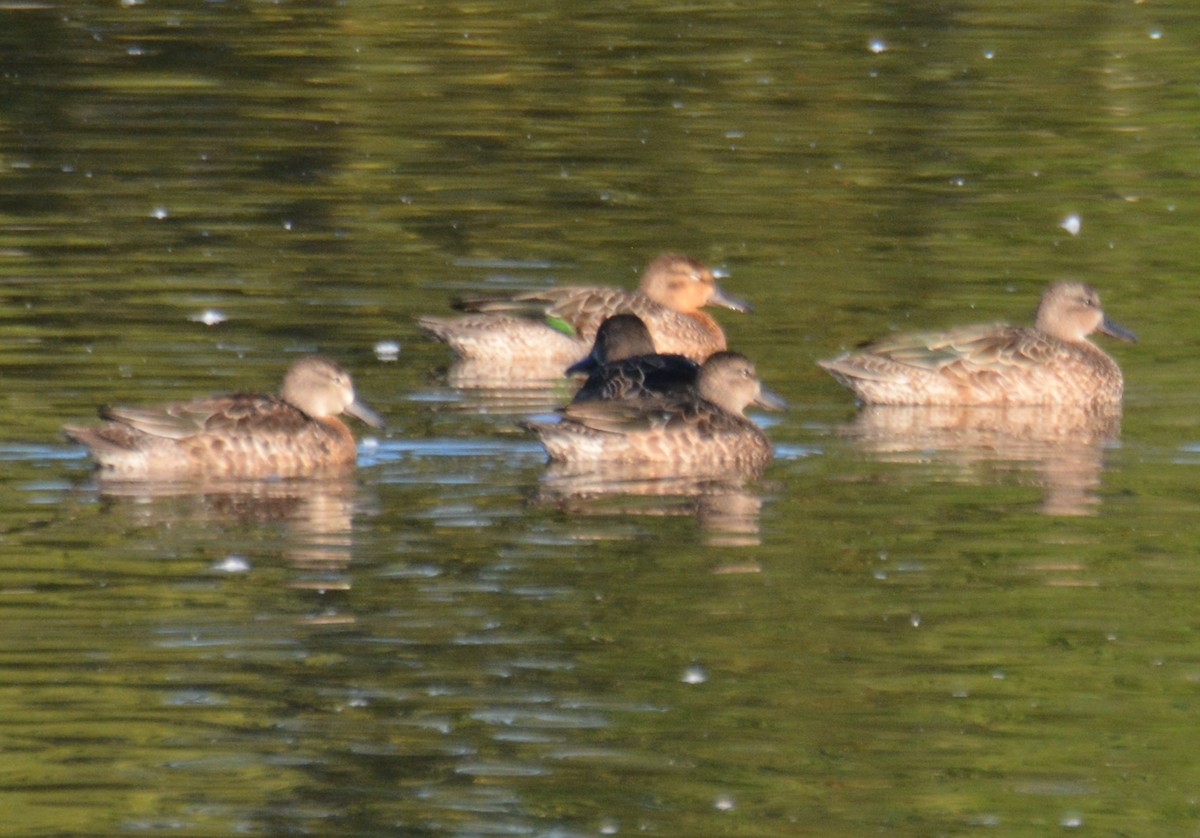 Blue-winged Teal - ML643084406