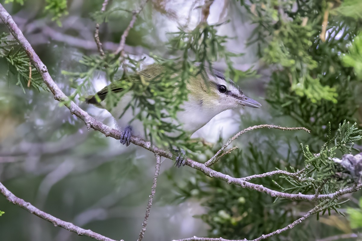 Red-eyed Vireo - ML643084408