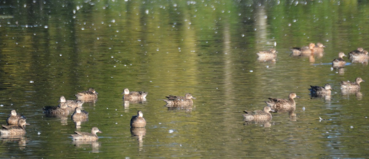 Blue-winged Teal - ML643084409