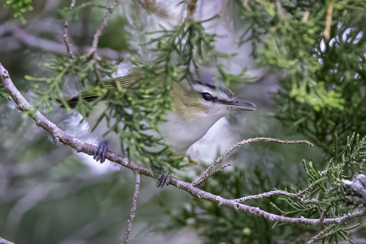 Red-eyed Vireo - ML643084412