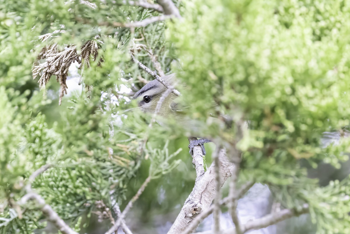 Red-eyed Vireo - ML643084416