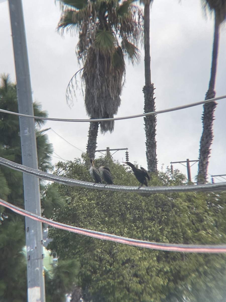 kormorán neotropický - ML643084417