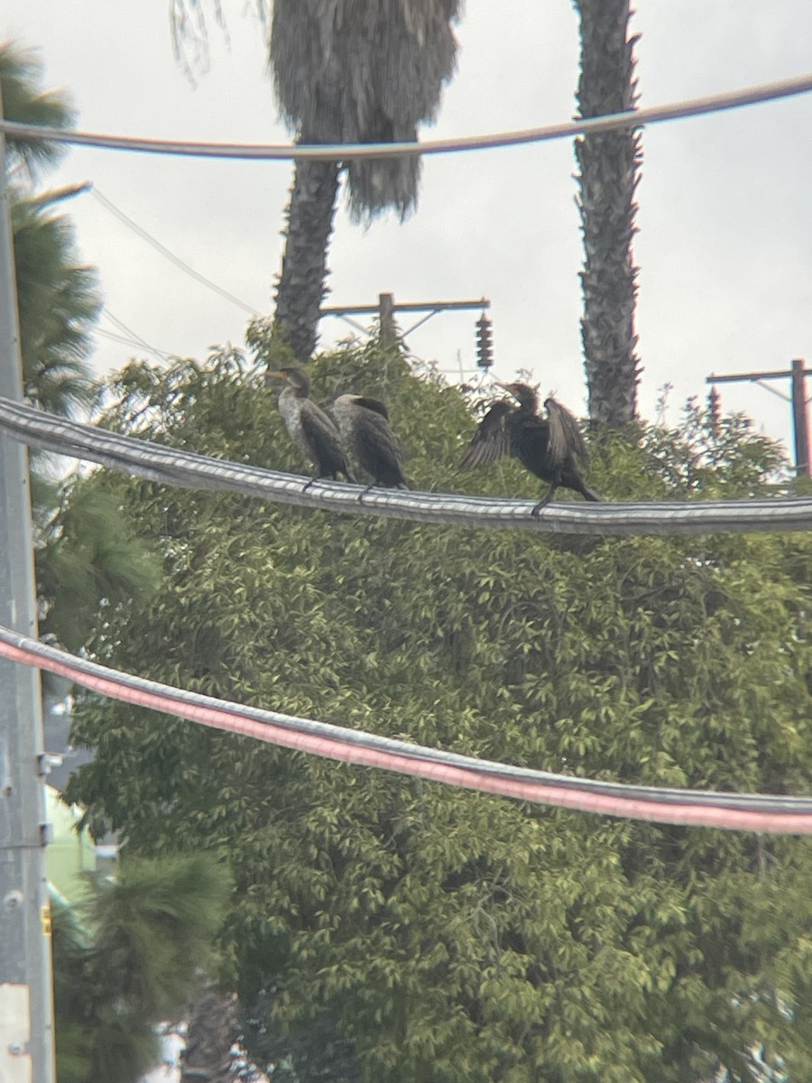 kormorán neotropický - ML643084418