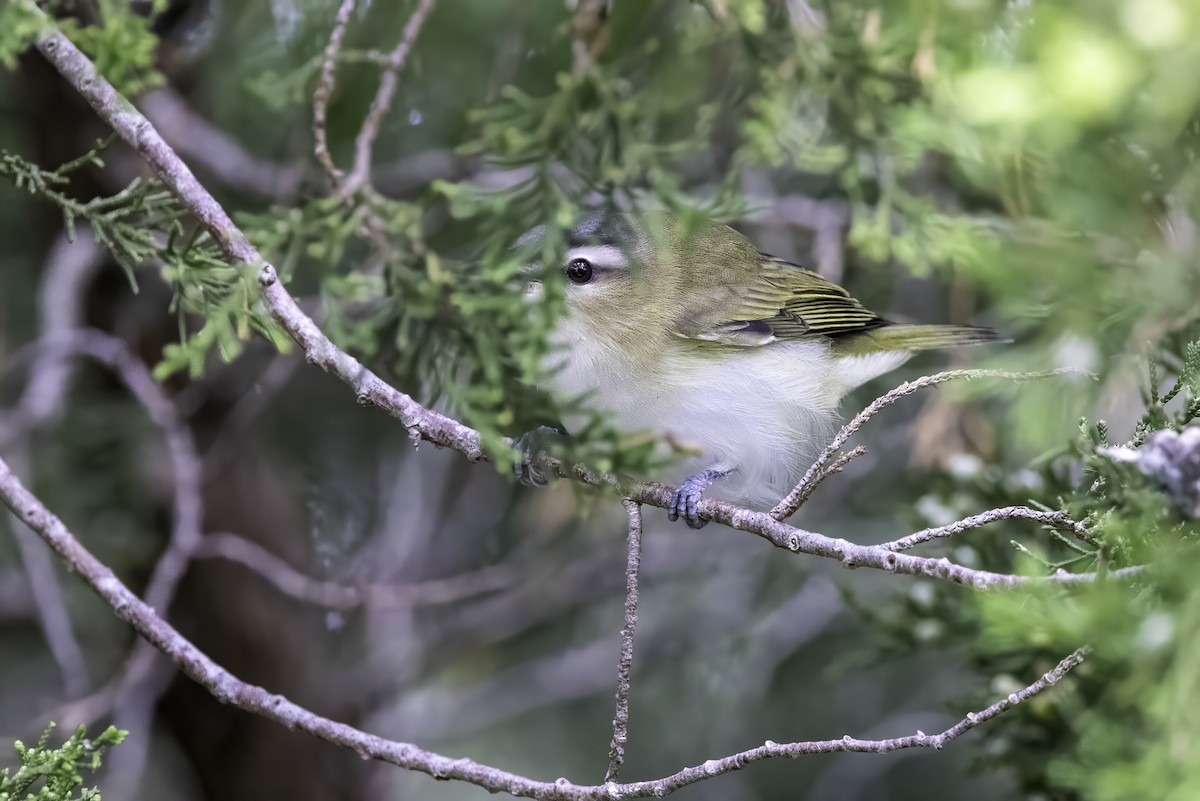 Red-eyed Vireo - ML643084420