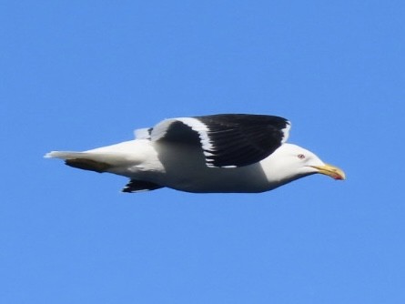 Kelp Gull - ML643084423