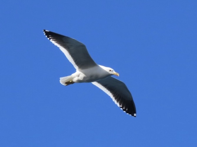 Kelp Gull - ML643084424