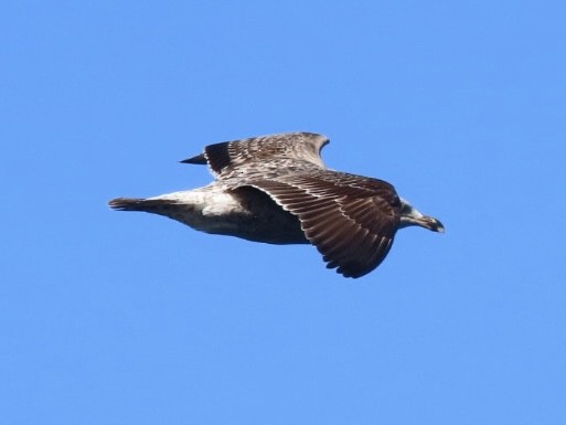 Kelp Gull - ML643084425