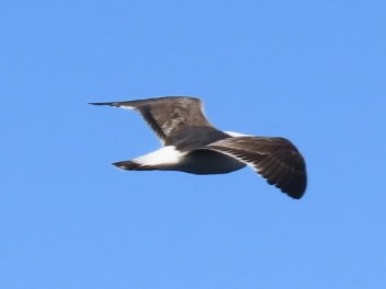 Kelp Gull - ML643084426