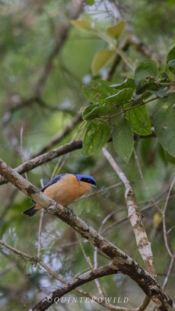 Fawn-breasted Tanager - ML643084428
