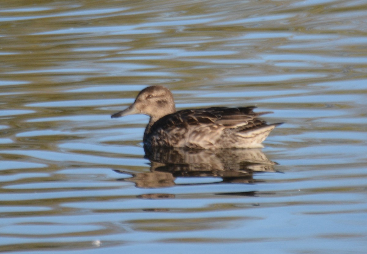 Green-winged Teal (American) - ML643084431