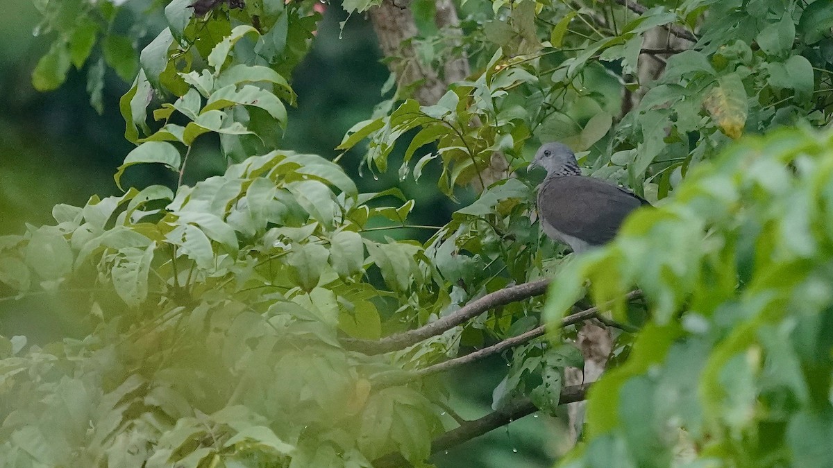 Nilgiri Wood-Pigeon - ML643084442