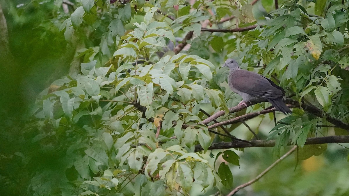 Nilgiri Wood-Pigeon - ML643084449