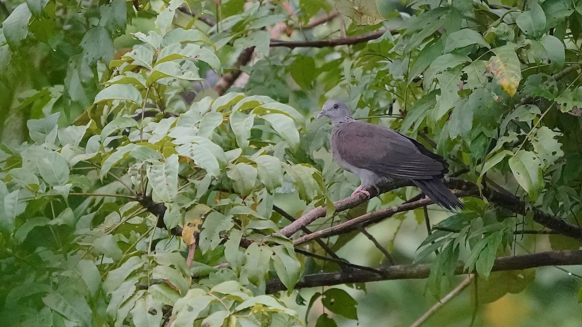 Nilgiri Wood-Pigeon - ML643084459