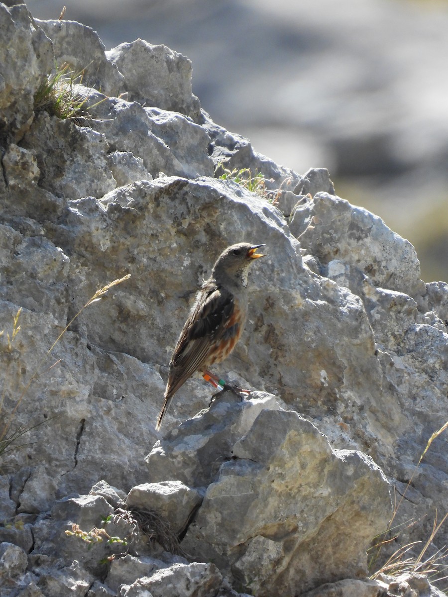 Alpine Accentor - ML643084491