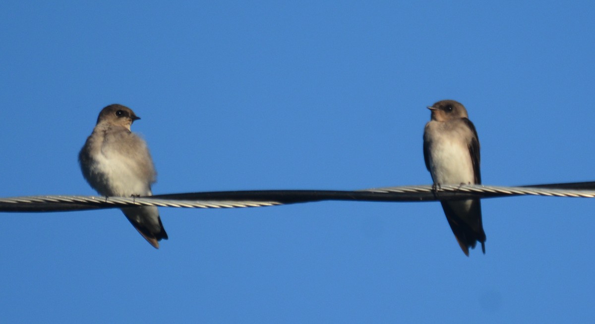 Northern Rough-winged Swallow - ML643084501