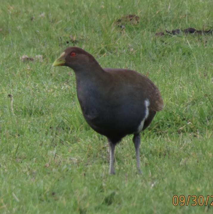 Tasmanian Nativehen - ML643084504